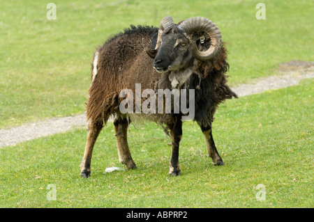 Soay sheep ram, Ovis aries, Hirta, St Kilda, Western Isles, Scotland, UK, Europe Stock Photo