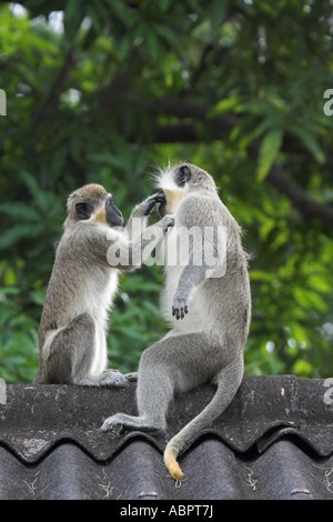 A female vervet or green monkey grooms a male's face Stock Photo