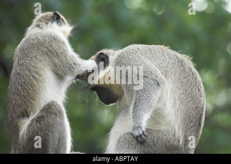 A female vervet or green monkey grooms a male's head Stock Photo