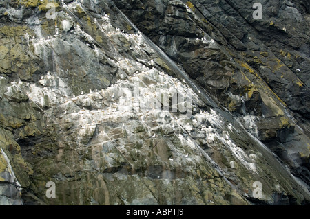 Bird colonies St Kilda archipelago, Outer Hebrides Western Isles Scotland UK Europe Stock Photo