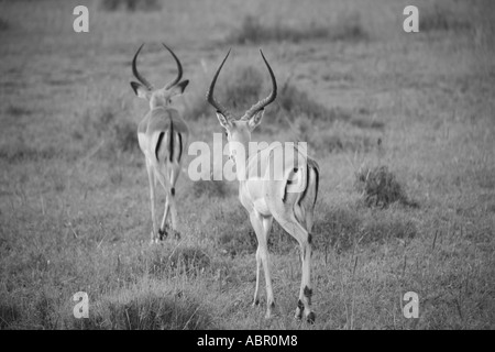 Two Thomson gazelles in Tanzania, Black and White, walking away Stock Photo