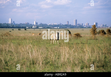 Nairobi, Kenya. Eland grazing overgrazed National Park land on the outskirts of the city. Stock Photo