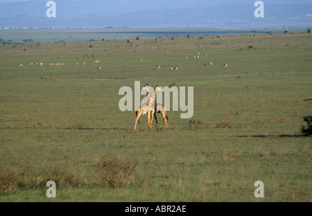 Nairobi, Kenya. Giraffes and wildebeest grazing overgrazed National Park land on the outskirts of the city. Stock Photo