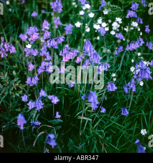 Bluebells in a Welsh woodland near Llandovery, Carmarthenshire, Wales, UK  KATHY DEWITT Stock Photo