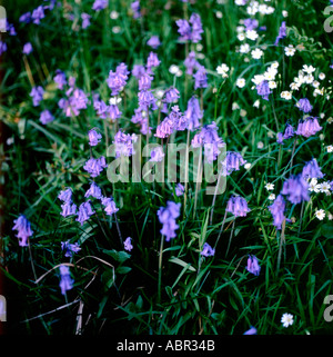 Bluebells in a Welsh woodland near Llandovery, Carmarthenshire, Wales, UK   KATHY DEWITT Stock Photo