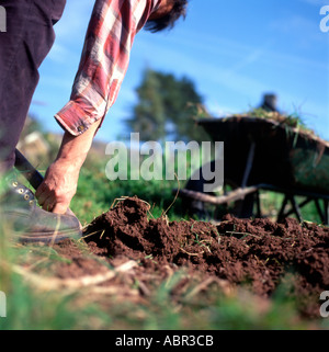 A man bending over digging his garden in spring Llangorse  Brecon Wales UK   KATHY DEWITT Stock Photo