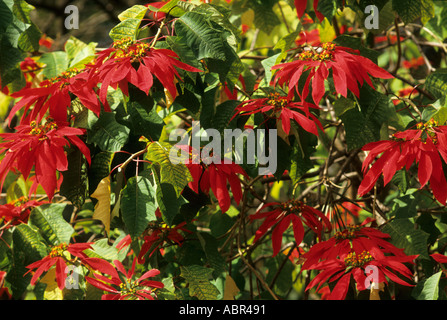 Amazon, Brazil. Christmas Star (Poinsettia) plant growing in the wild; bright red flowers on leafy bush. Stock Photo