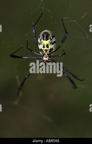 Macro shot of Golden Orb spider (Nephila) in web Stock Photo