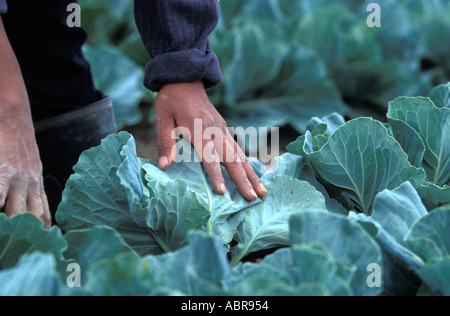 Guatemalan migrant worker on a farm in Quebec Canada Stock Photo