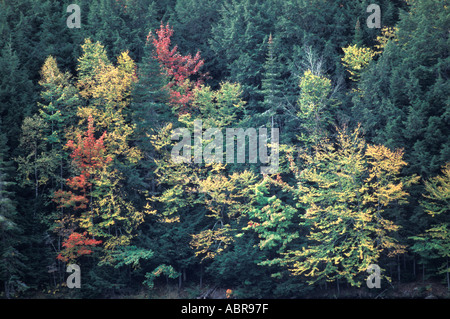 Boreal forest in New Brunswick Canada with fall colours amongst the spruce fir and pine Stock Photo