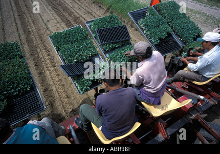 Guatemalan and Mexican migrant workers on a farm in Quebec Canada Stock Photo