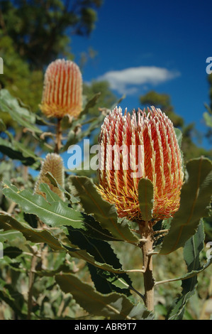 Beautiful flowers of the firewood banksia Banksia menziesii Stock Photo