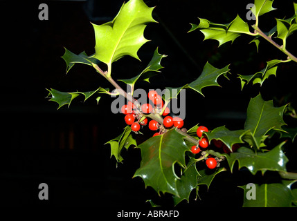 Holly leaves and red berries on holly bush Stock Photo