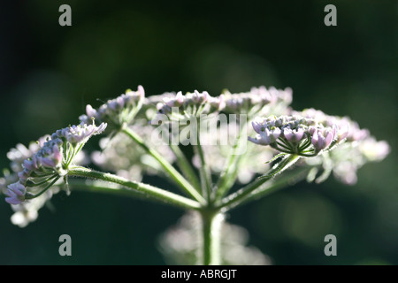 Greater Burnet Saxifrage Pimpinella Major Stock Photo