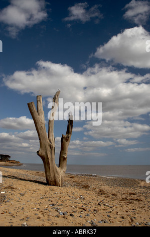 Benacre Tree on Beach Stock Photo