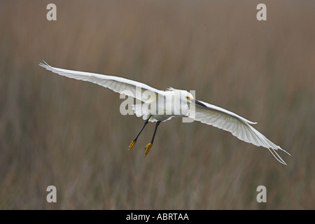 Snowy egret in flight Stock Photo