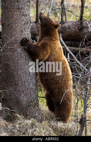 Cinnamon phase black bear in Yellowstone National Park climbing tree Stock Photo