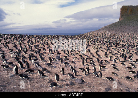 ANTARCTICA Adelie Penguin colony King George Island Stock Photo