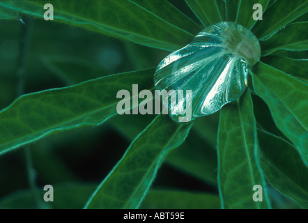 Raindrops Close up of rain droplet on lupin leaf Stock Photo