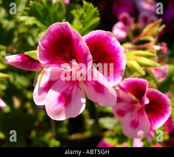 Macro - Pink and White Pansy type flowers Stock Photo