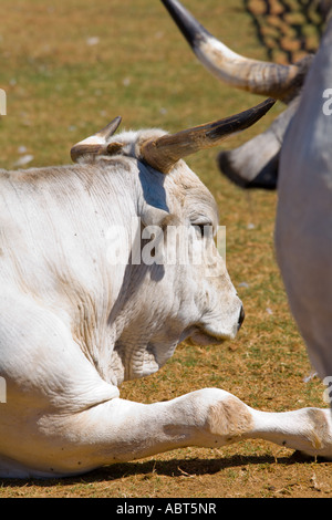 Boskarin Istrian cattle, Safari site on Brioni islands, Veliki Brijun, Croatia Stock Photo