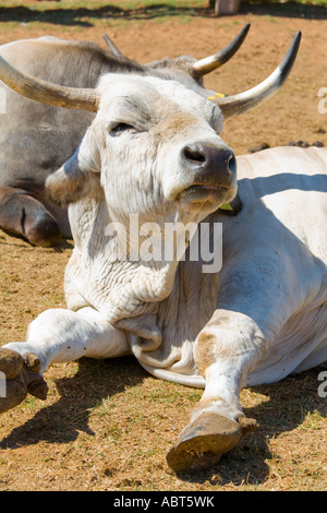 Boskarin Istrian cattle, Safari site on Brioni islands, Veliki Brijun, Croatia Stock Photo