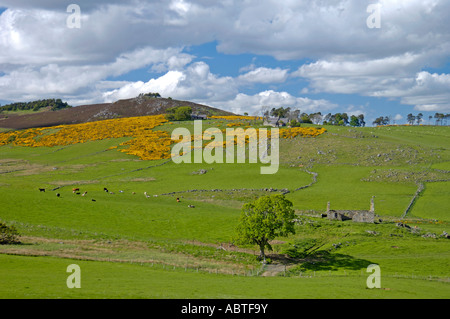 Cabrach Hill FarmingLandscape in Spring Time Grampian Region Stock Photo