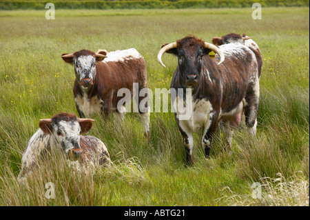 Longhorn cattle at Martin Mere nature reserve used to crop the grass Stock Photo