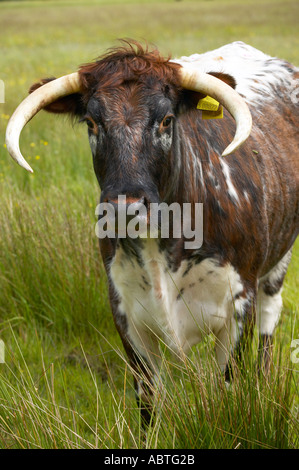 Longhorn cattle at Martin Mere nature reserve used to crop the grass Stock Photo