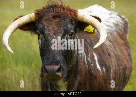 Longhorn cattle at Martin Mere nature reserve used to crop the grass Stock Photo