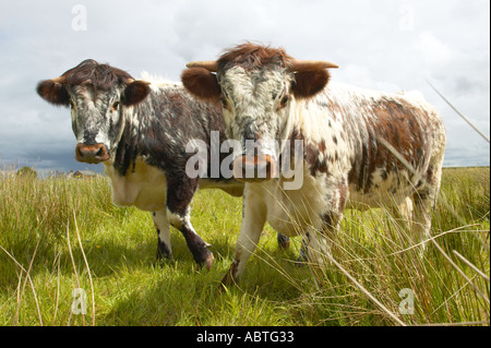 Longhorn cattle at Martin Mere nature reserve used to crop the grass Stock Photo