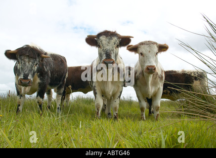 Longhorn cattle at Martin Mere nature reserve used to crop the grass Stock Photo