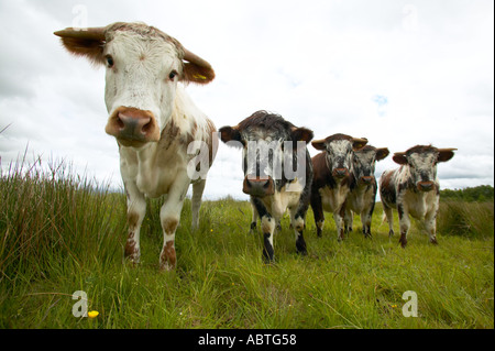 Longhorn cattle at Martin Mere nature reserve used to crop the grass Stock Photo