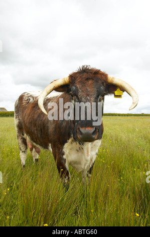 Longhorn cattle at Martin Mere nature reserve used to crop the grass Stock Photo