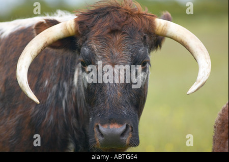 Longhorn cattle at Martin Mere nature reserve used to crop the grass Stock Photo