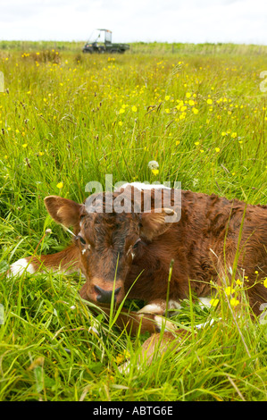 Longhorn calf at Martin mere reserve Stock Photo