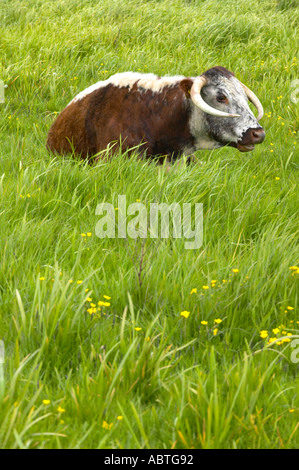 Longhorn cattle at Martin Mere nature reserve used to crop the grass Stock Photo