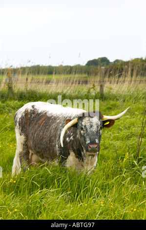 Longhorn cow at Martin Mere nature reserve used to crop the grass Stock Photo