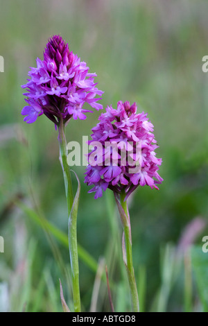 Pyramidal orchids Stock Photo