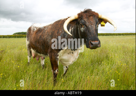 Longhorn cattle at Martin Mere nature reserve used to crop the grass Stock Photo