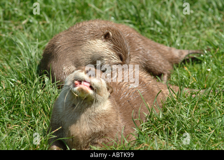 Young Otters Playing at Buckfastleigh Otter Sanctuary Devon England United Kingdom UK Stock Photo