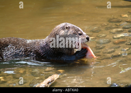 Young Otter Eating Fish at Buckfastleigh Otter Sanctuary Devon England United Kingdom UK Stock Photo