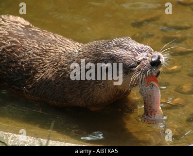 Young Otter Eating Fish at Buckfastleigh Otter Sanctuary Devon England United Kingdom UK Stock Photo