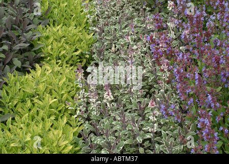 Bed of Marjoram Growing in The Lost Gardens of Heligan St Austell Cornwall England United Kingdom UK Stock Photo