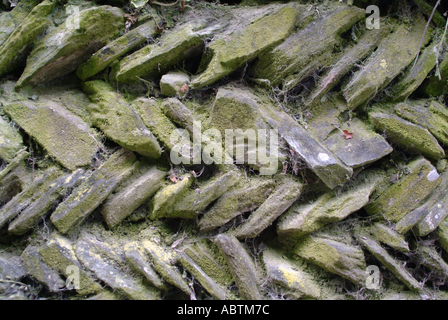Closeup of a Cornish Drystone Wall near Tintagel Cornwall England United Kingdom UK Stock Photo