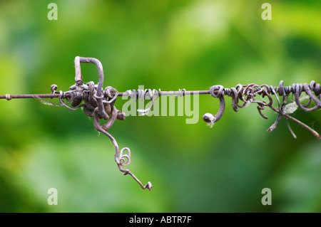 A detail in the vineyards of Chateau Gazin, A metal wire with old dried vine tendrils that twine and twirl Pomerol Bordeaux Gironde Aquitaine France Stock Photo