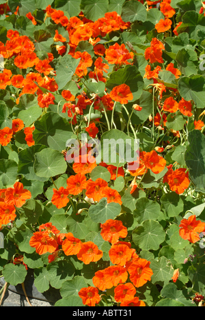 Patch of Nasturtiums at Clovelly North Devon England United Kingdom UK Stock Photo