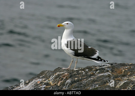 GREAT BLACK BACKED GULL Larus marinus Stock Photo