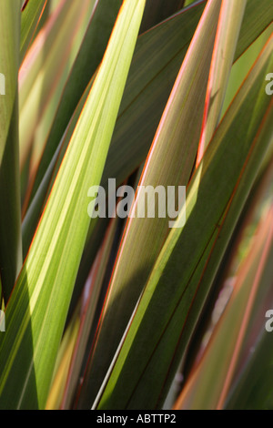 Sundowner Phormium new Zealand Flax Stock Photo