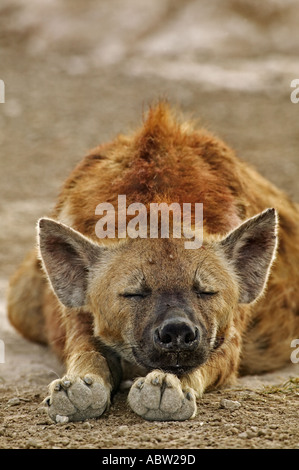 Spotted hyaena Crocuta crocuta Adult sleeping at den site Amboseli National Park Kenya Dist Throughout Africa Stock Photo